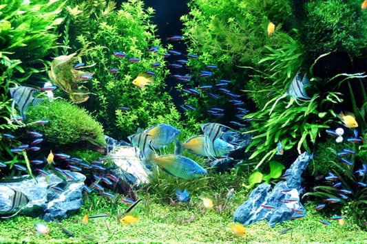 水草水槽のレイアウトや立ち上げ方法！初心者が失敗しない秘訣は？