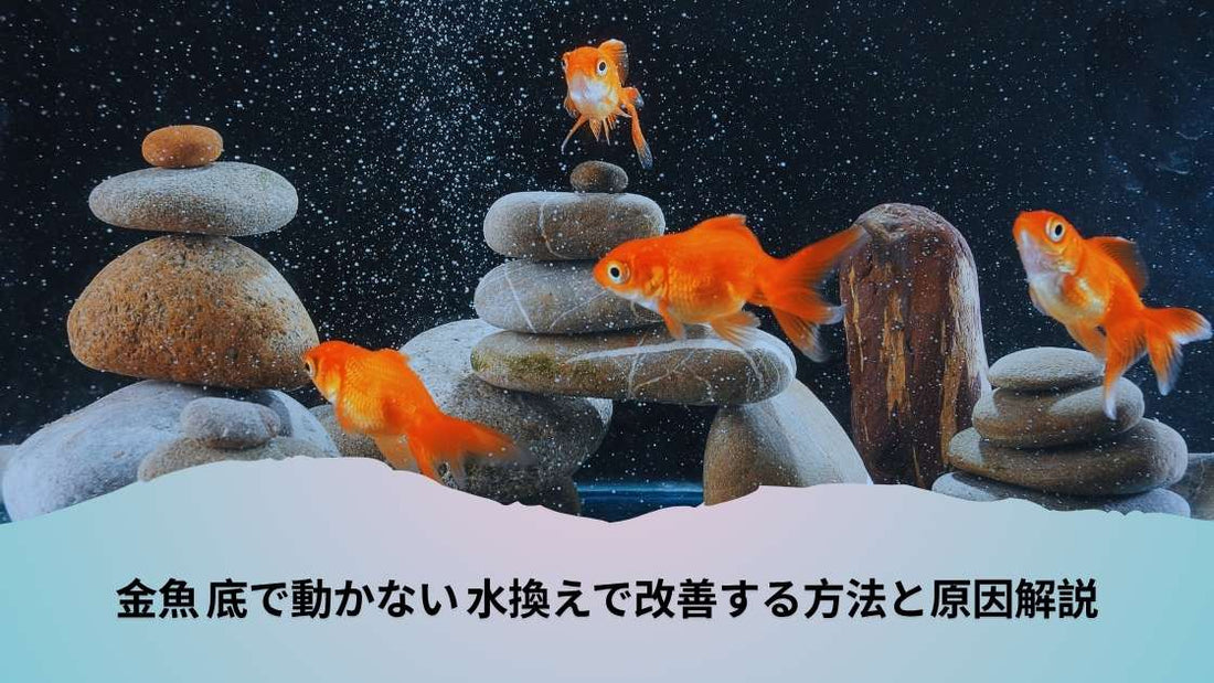 金�魚 底で動かない 水換えで改善する方法と原因解説