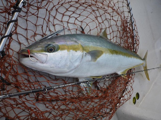 ヒラマサの特徴や見分け方は？釣り味抜群で食べても美味しい！