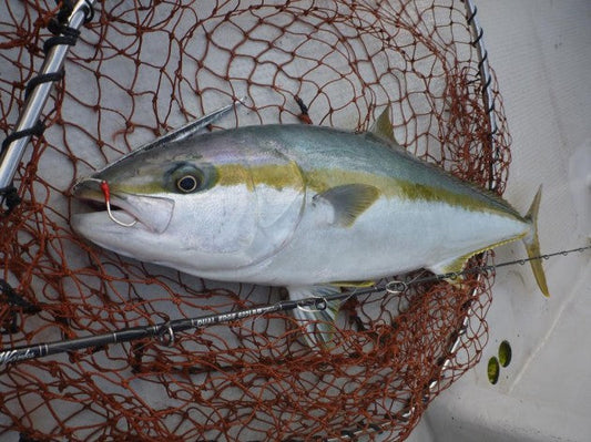 ヒラマサの特徴や見分け方は？釣り味抜群で食べても美味しい！