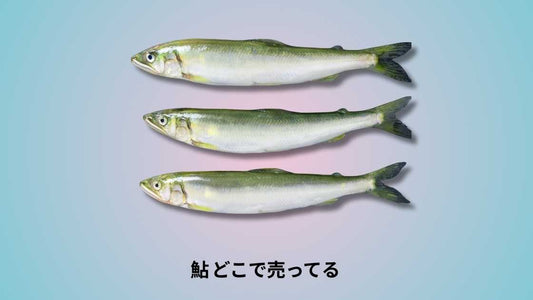 鮎 どこで売ってる｜購入場所と選び方のポイント