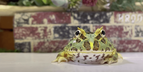 可愛いカエル5選！水槽で飼える人気の種類をご紹介