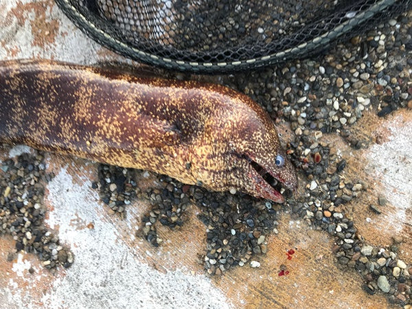  ウツボ釣りに必要なタックルや仕掛け！釣った後の処理はどうする？ 