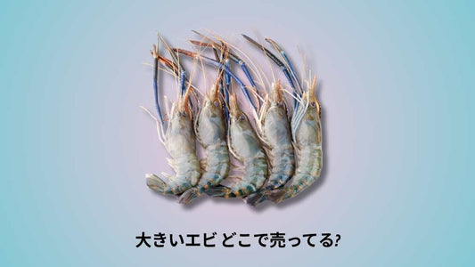 大きいエビ どこで売ってる｜購入場所と選び方のポイント
