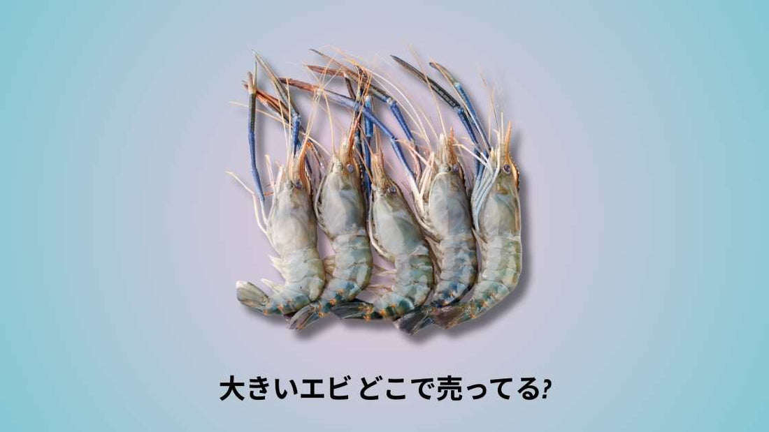 大きいエビ どこで売ってる｜購入場所と選び方のポイント