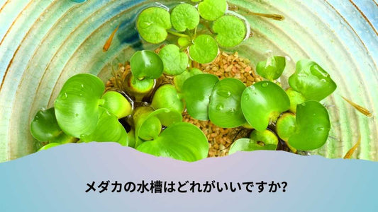 メダカの水槽はどれがいいですか？最適な選び方とおすすめポイント