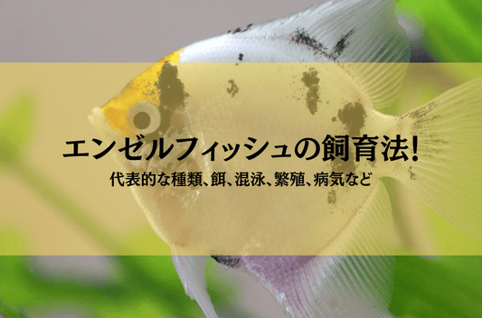 エンゼルフィッシュの飼育法まとめ！種類や混泳、繁殖方法など