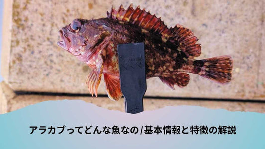 アラカブってどんな魚なの | 基本情報と特徴の解説