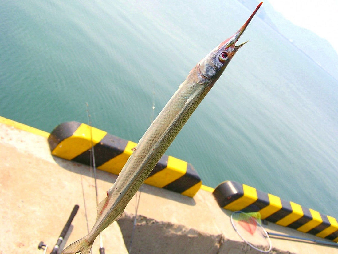 サヨリは別名、海の貴婦人！美しい魚に隠された秘密とは？