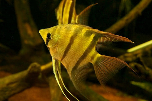 実は勘違いしている！？この魚の模様は縦縞と横縞、どっち？