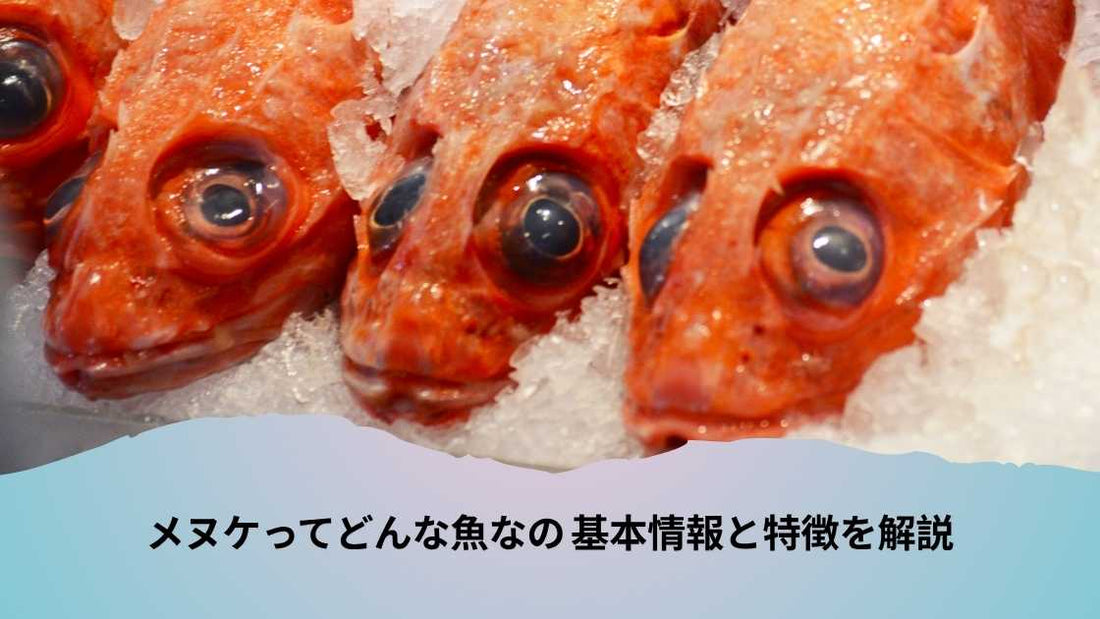 メヌケってどんな魚なの 基本情報と特徴を解説