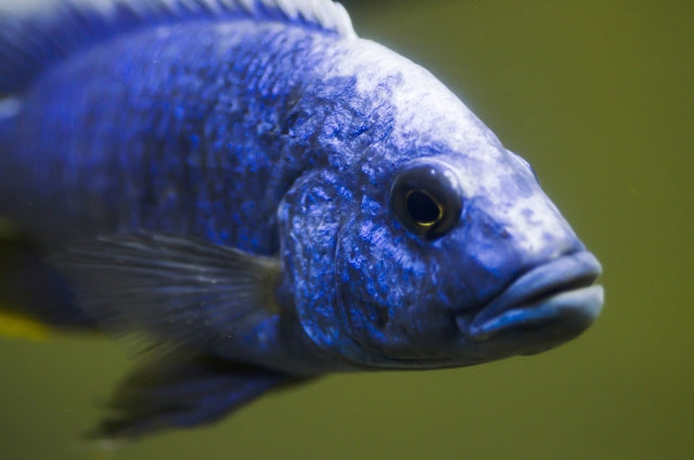 シクリッドの飼育法や混泳の注意点！争いを緩和する方法って？