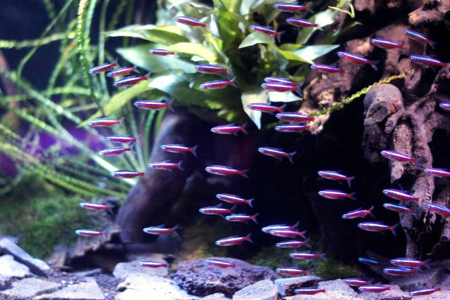 熱帯魚ショップおすすめ28選！近くに店舗がない場合は通販も！