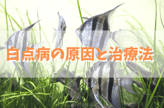 白点病の原因と治療法をプロが解説！発症初期なら自然治癒する？