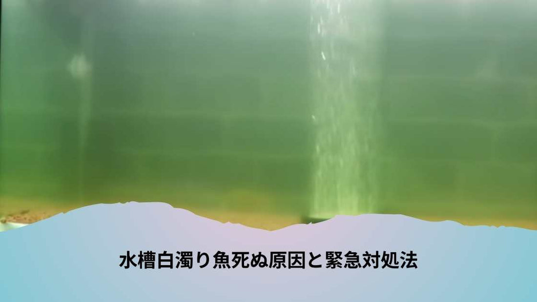 水槽白濁り魚死ぬ原因と緊急対処法