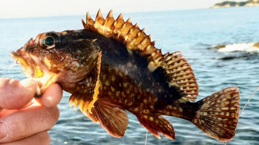 カサゴはどんな料理にも合う美味しい魚！類似種との見分け方は？