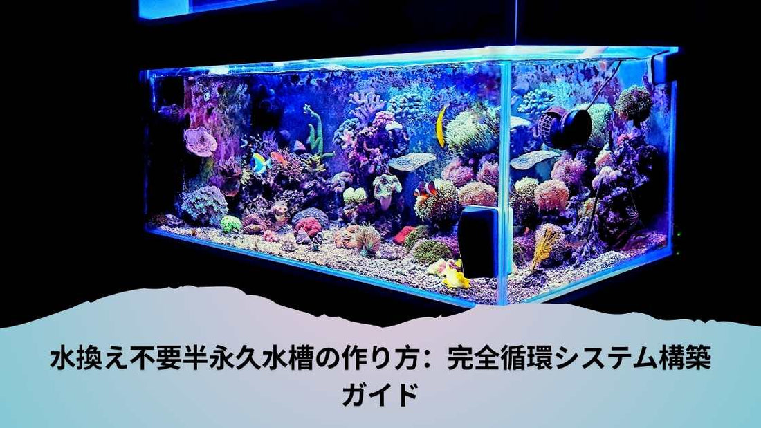 水換え不要半永久水槽の作り方：完全循環システム構築ガイド