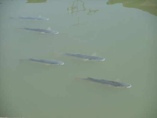 ボラは意外と美味しい魚！気になる臭いの抜き方とは？