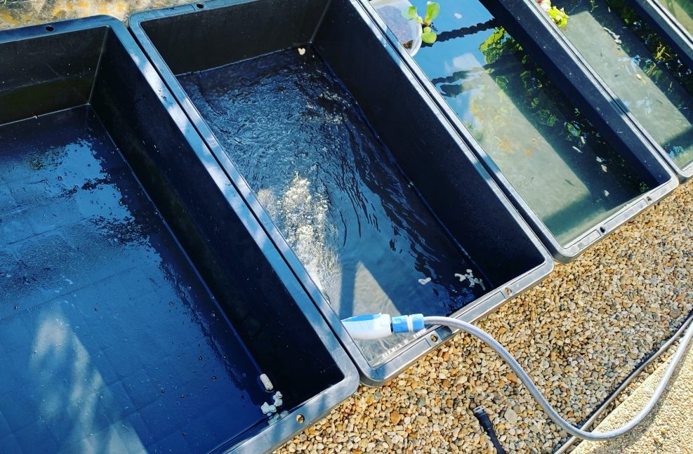 めだかに適した飼育容器の色や形は？めだかを綺麗に育てるための重要アイテム！