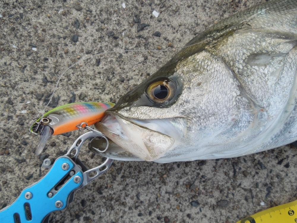 シーバス　ルアー　49個　まとめ売り　有名ブランド 有名メーカーシーバスルアー50個セット