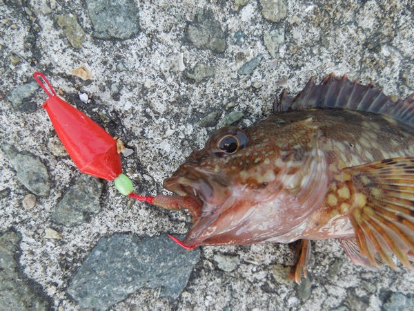 カサゴ釣りにおける3つの釣法とコツ！手軽に狙える美味しい根魚！