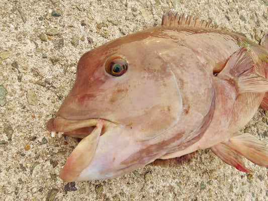 コブダイ釣りを徹底解説！岸から巨大魚を狙え！