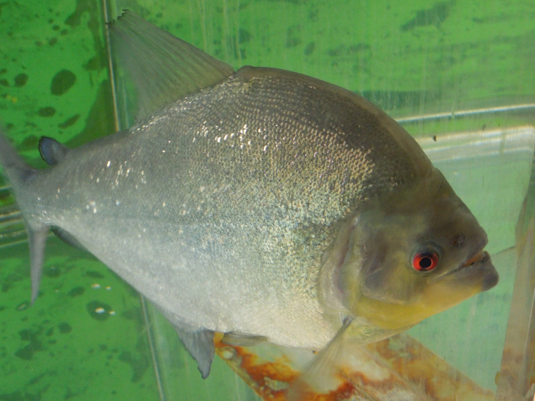 ピラニアは実は臆病！？飼育の基本や人気の種類などを網羅！