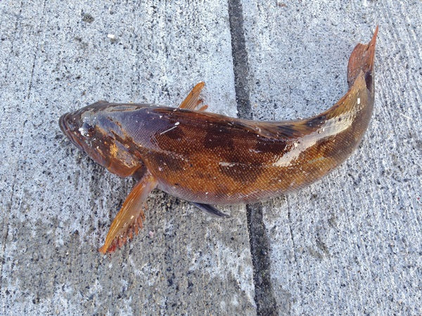 アイナメ釣りの仕掛けや釣り方！ルアーや穴釣りで大物を狙おう！