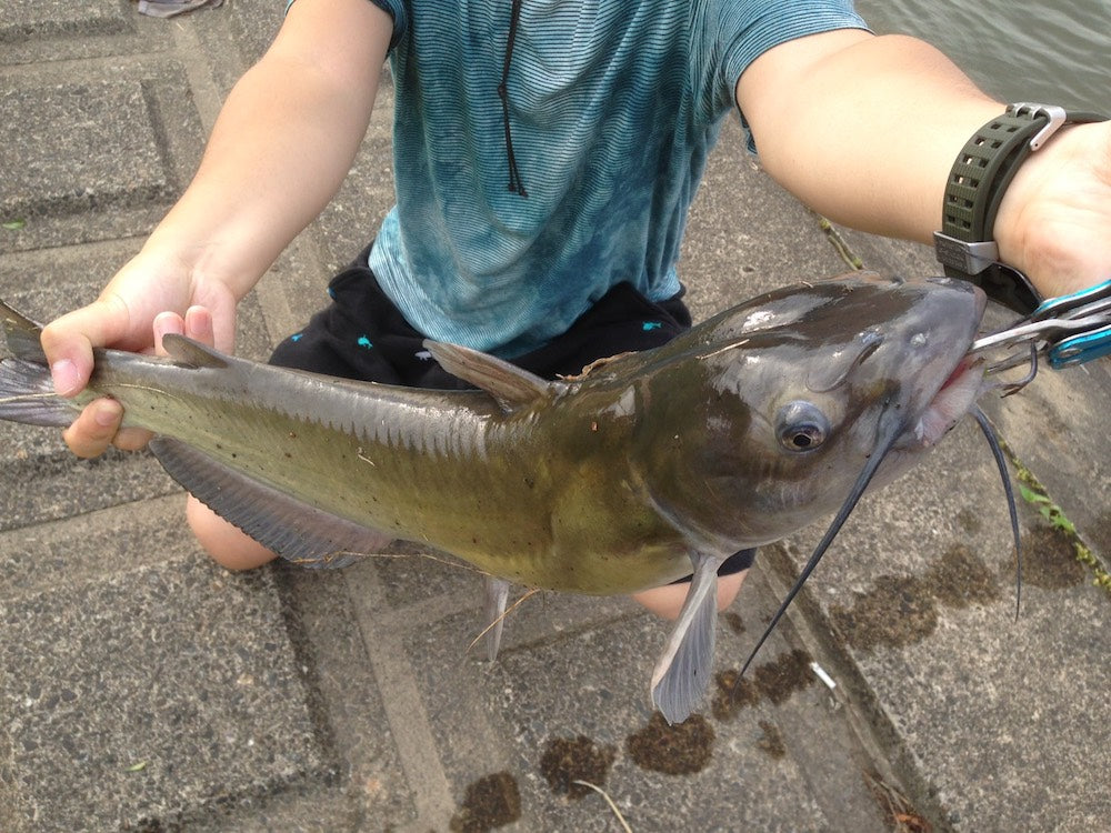 アメリカナマズ釣りの仕掛けやエサは？何でも釣れるってホント？