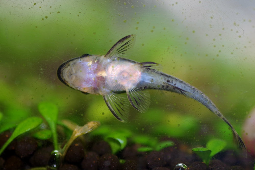 オトシンクルスの繁殖方法まとめ！ペアリングから稚魚の育成まで完全網羅