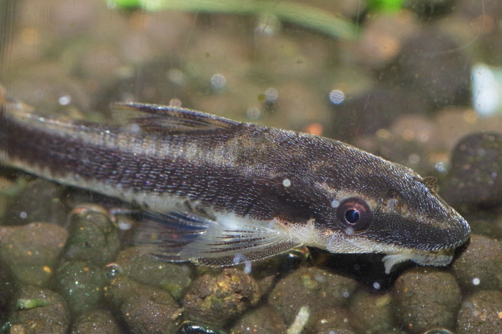 オトシンクルスの餌付け方法とおすすめ餌！与える量や頻度はどれくらいがベスト？