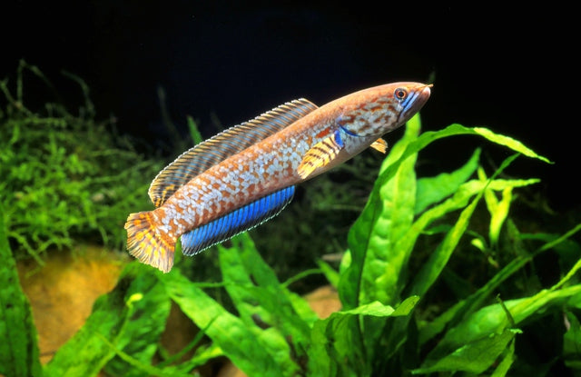 スネークヘッドの飼い方！種類や混泳など基本知識まとめ！