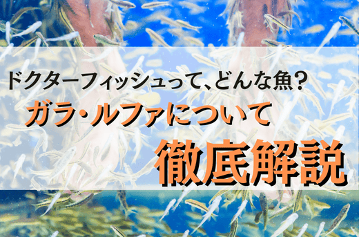 ドクターフィッシュの角質除去効果と飼育方法！値段も安くて丈夫な熱帯魚！