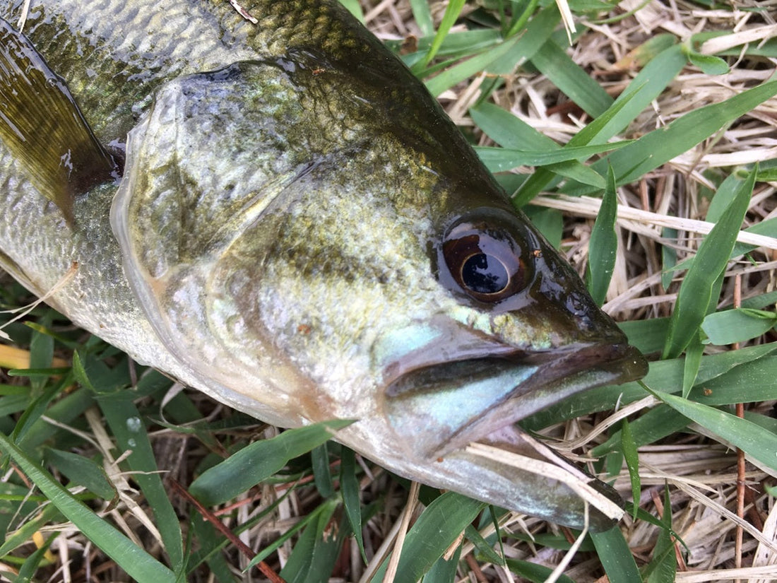 メジャークラフトコルザの全6モデル！新感覚ロッドを体感せよ！