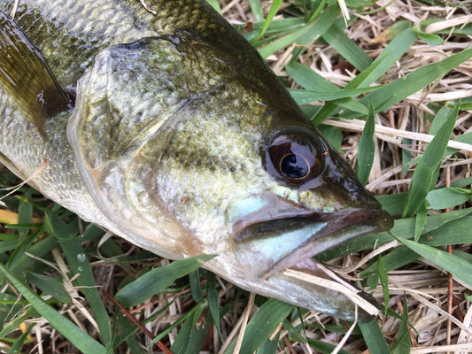 メジャークラフトコルザの全6モデル！新感覚ロッドを体感せよ！