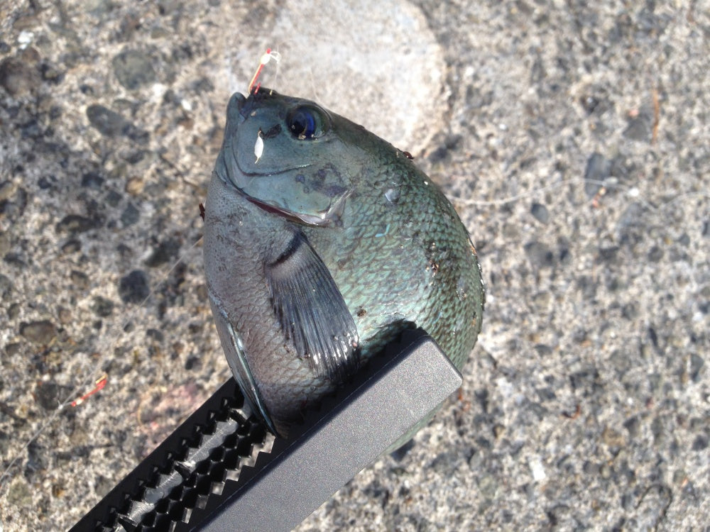 メジナ（グレ）の分類や生態！旬やオススメレシピは？