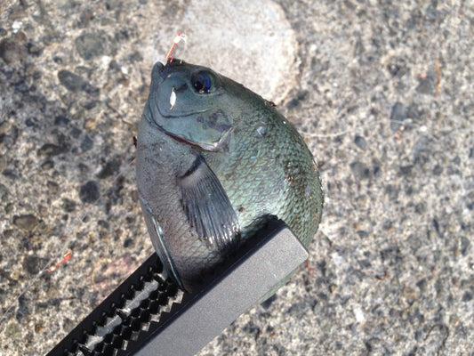 メジナ（グレ）の分類や生態！旬やオススメレシピは？