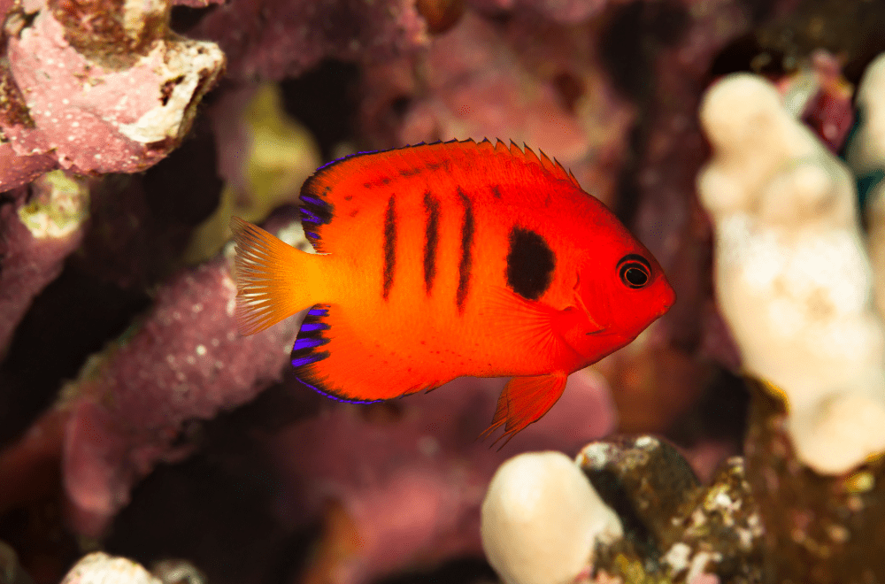 フレームエンゼルの飼育法（餌・混泳・病気など）！燃えるような赤が目を惹くヤッコ！