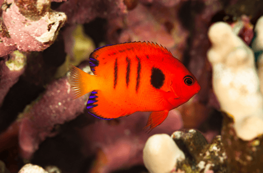 フレームエンゼルの飼育法（餌・混泳・病気など）！燃えるような赤が目を惹くヤッコ！