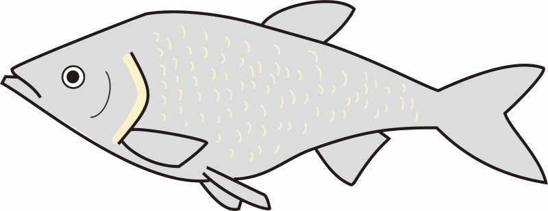 ワタカの特徴と生態！飼育方法や釣り方は？