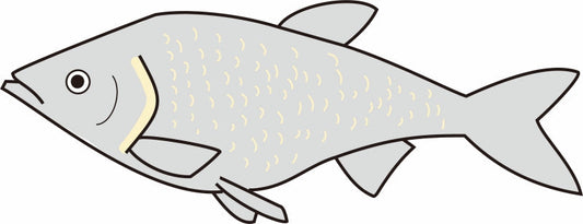 ワタカの特徴と生態！飼育方法や釣り方は？