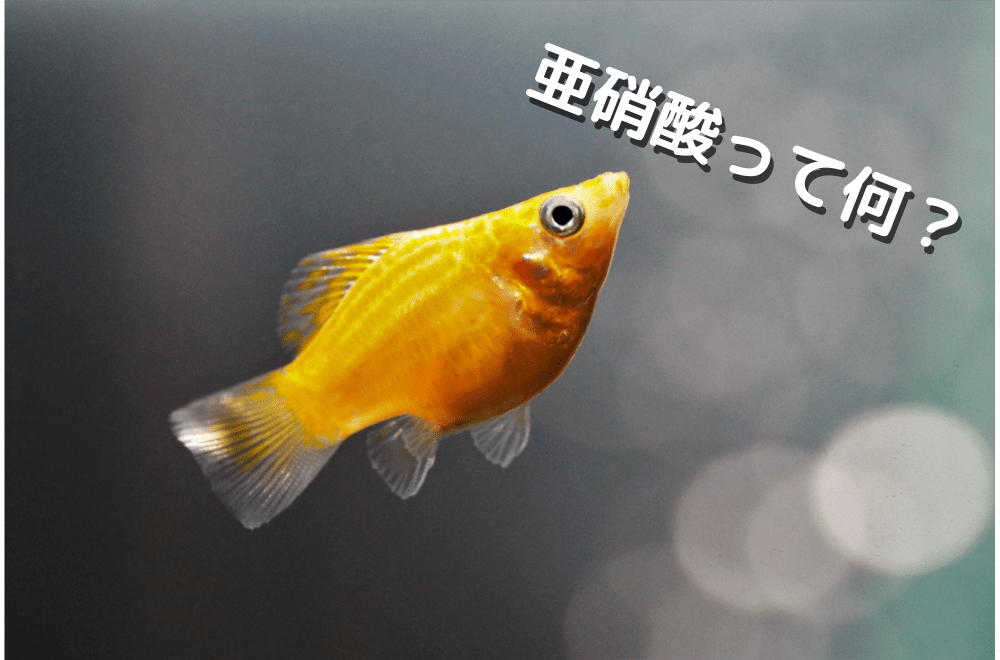 亜硝酸の測定方法と魚に与える影響！水槽内から減らす方法は？