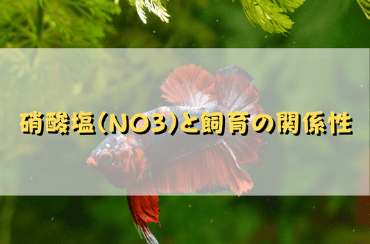 硝酸塩が増えると魚はどうなる？増える原因と測定・除去方法をプロが解説！