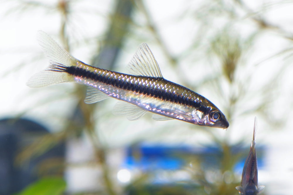 サイアミーズフライングフォックスの飼育法！食べるコケの種類や量は？