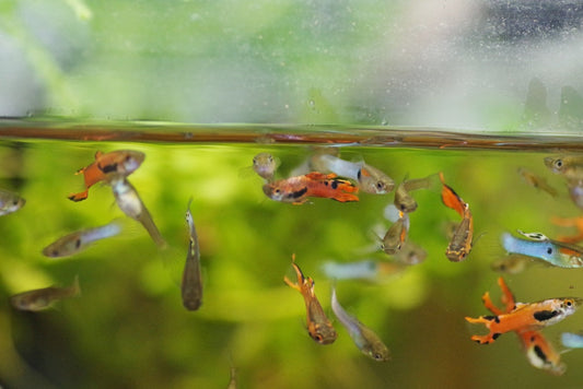 【初心者向け】これだけは押さえておくべし！プロが教える熱帯魚飼育の7つのコツ！