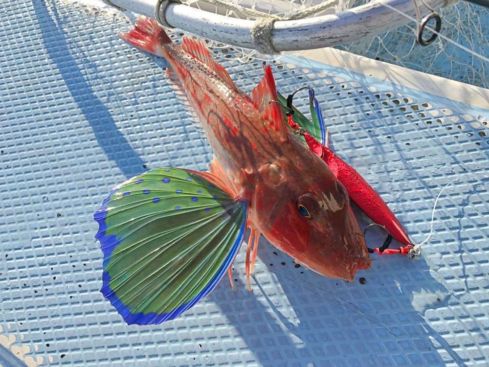 スロージギングのタックルやジグの選び方！大型青物や高級根魚をゲット！