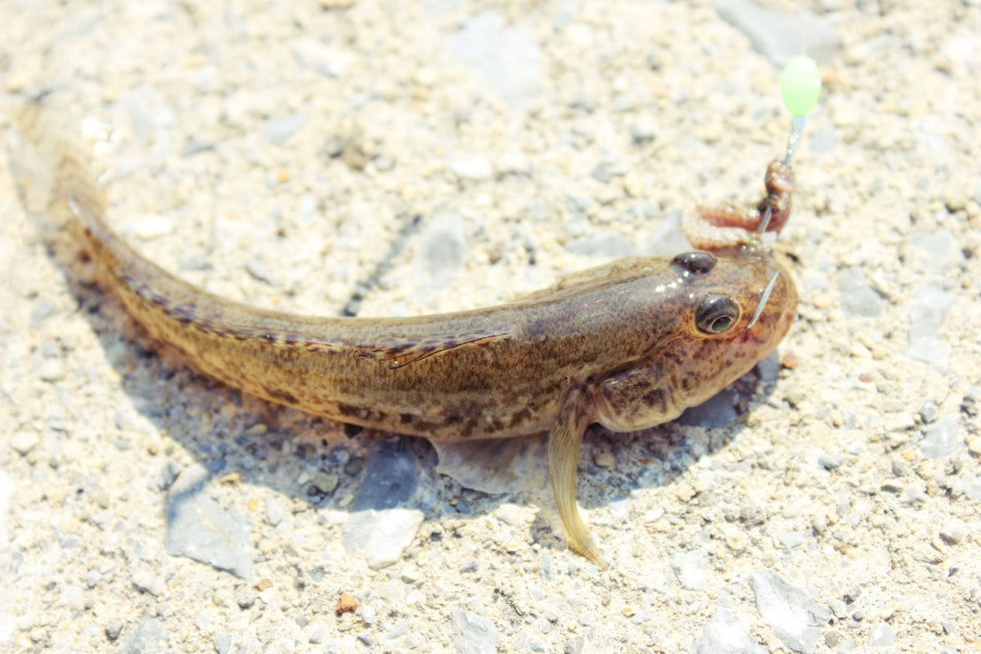 ハゼ釣りを始めよう！基本の流れや釣果アップのコツを網羅！