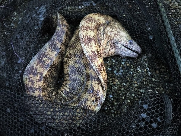 ウツボ釣りに必要なタックルや仕掛け！釣った後の処理はどうする？