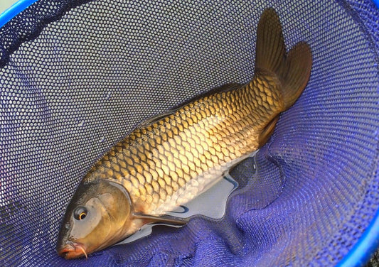 コイはとってもグルメ！日本人にはお馴染みの魚について学ぼう！