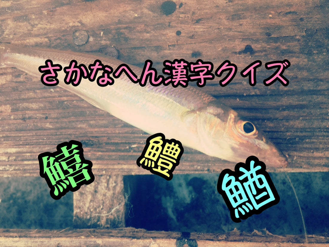 さかなへんの漢字クイズ〜中級編その①！〜知ってれば自慢できるかも？